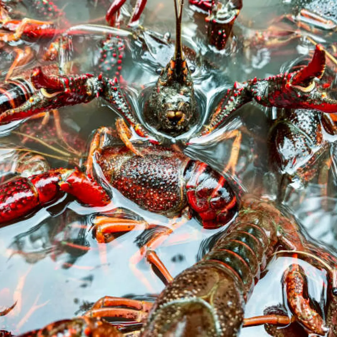 Live Seafood