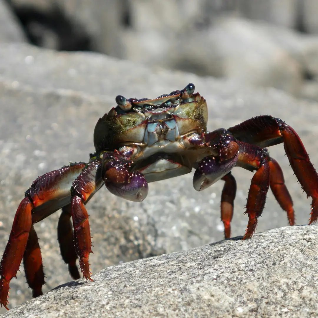 Snow Crab Clusters