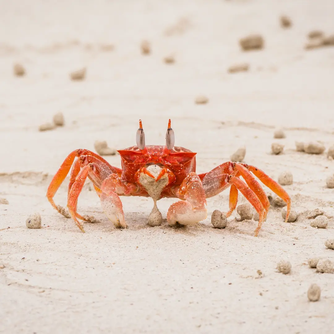 King Crab Legs