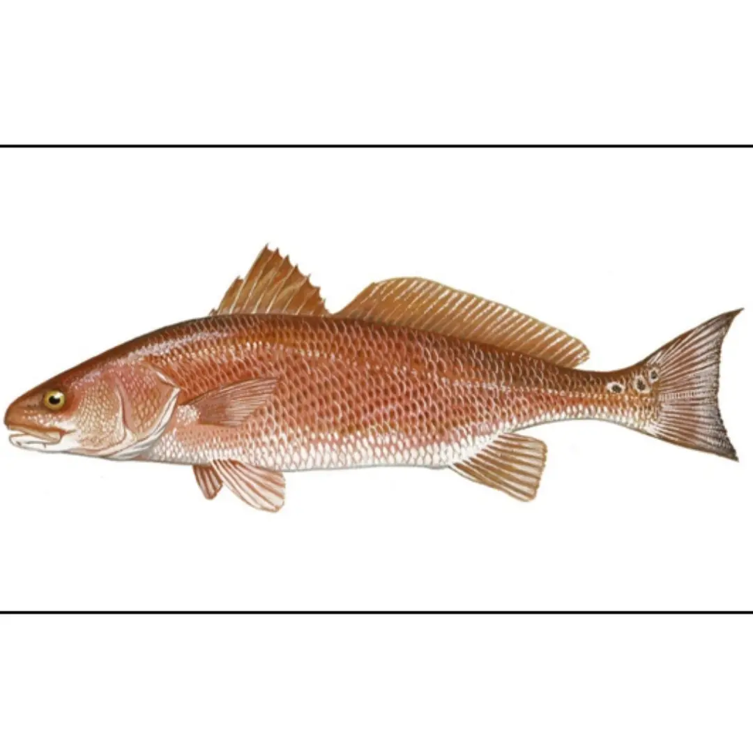 Whole & Filleted Redfish (Red Drum)