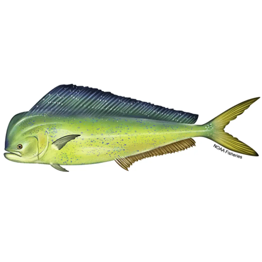 Mahi Mahi