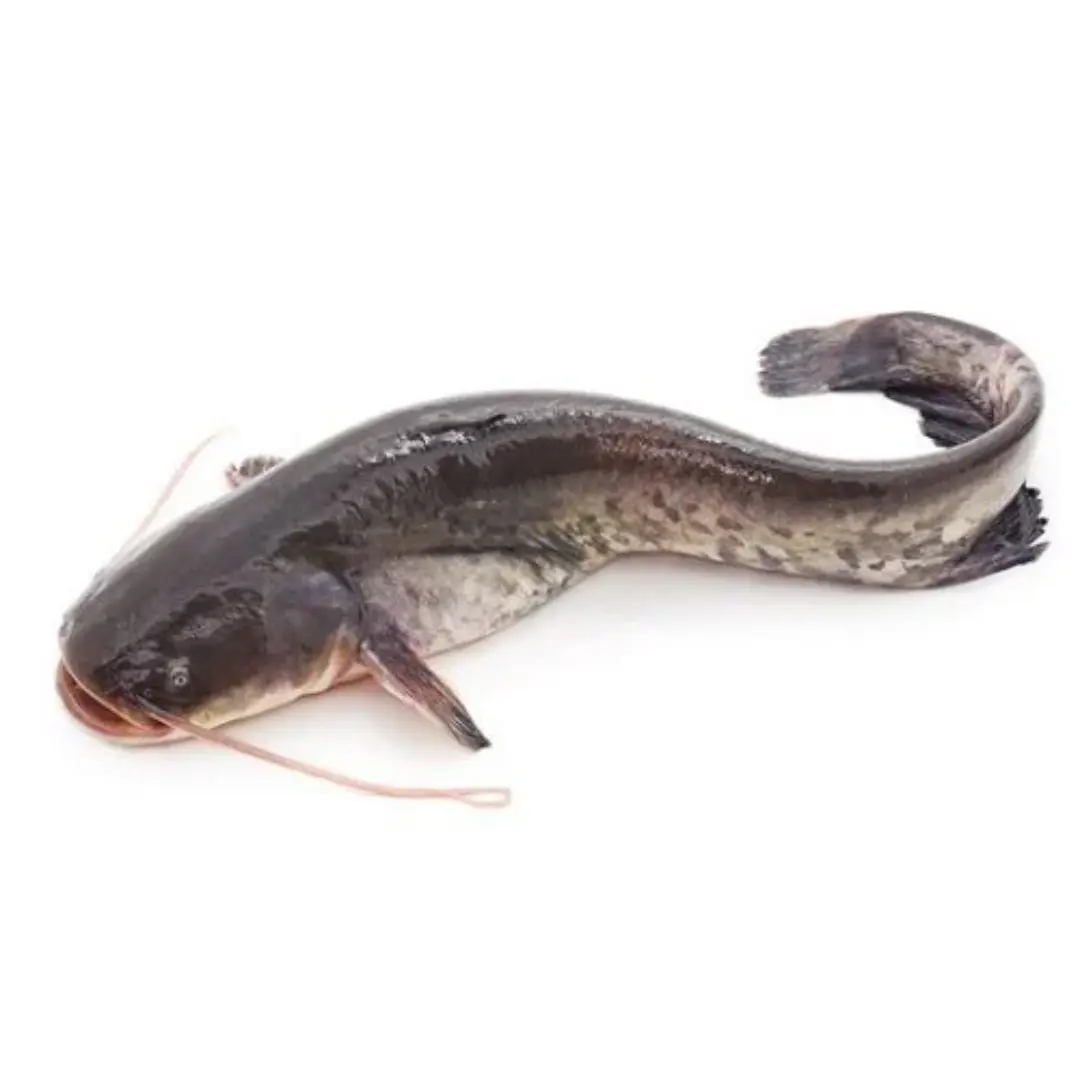 Fresh Catfish