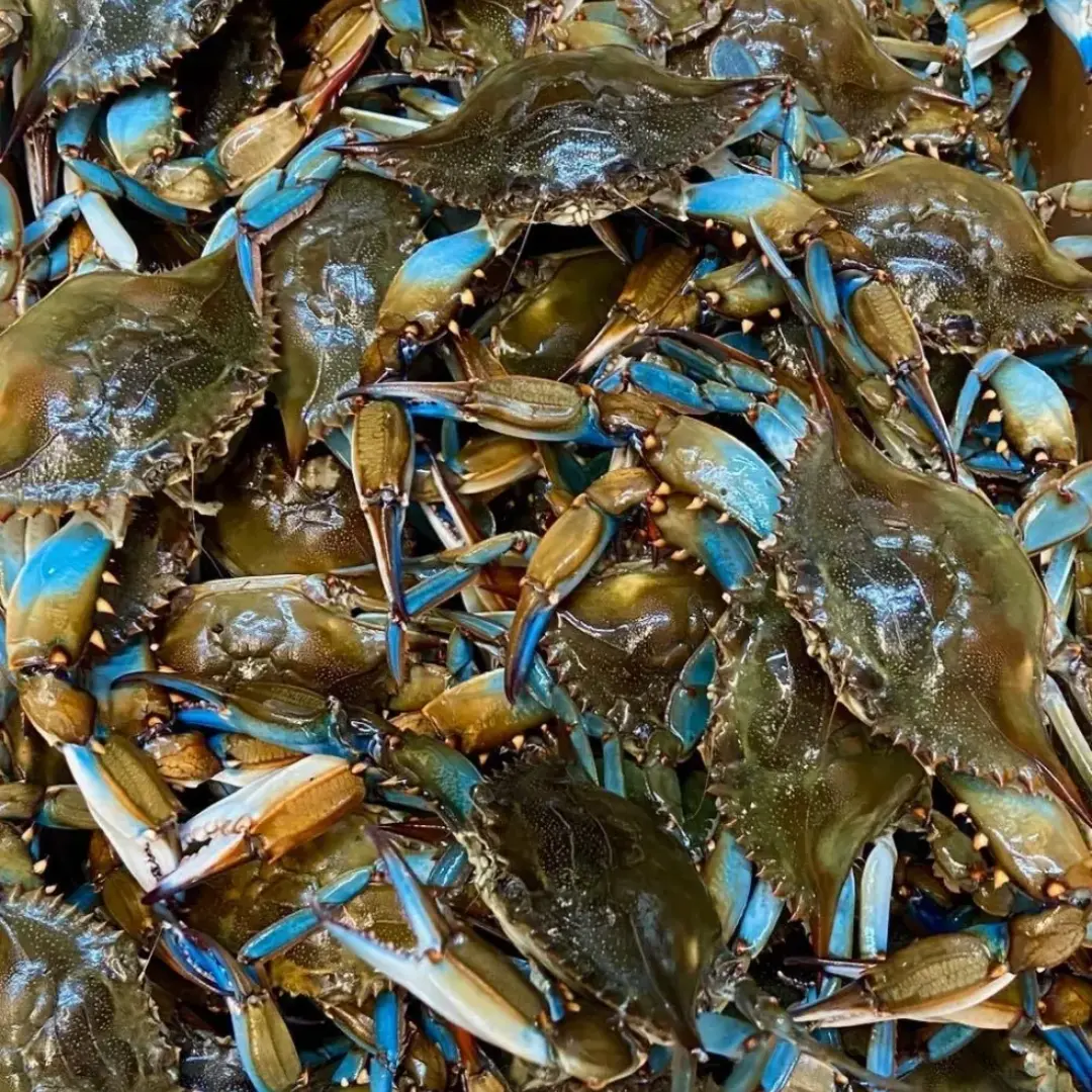 Live Blue Crabs