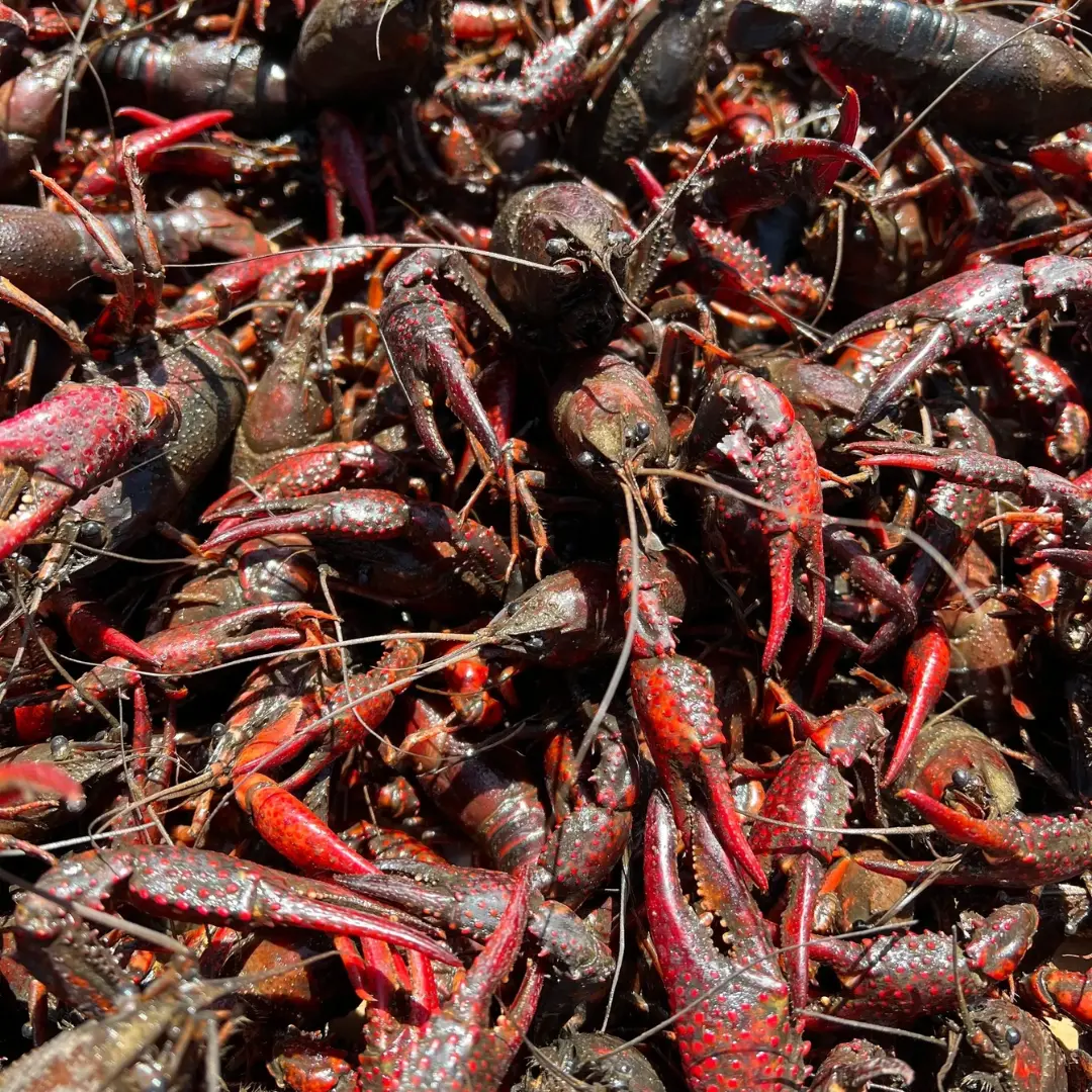 Live Crawfish