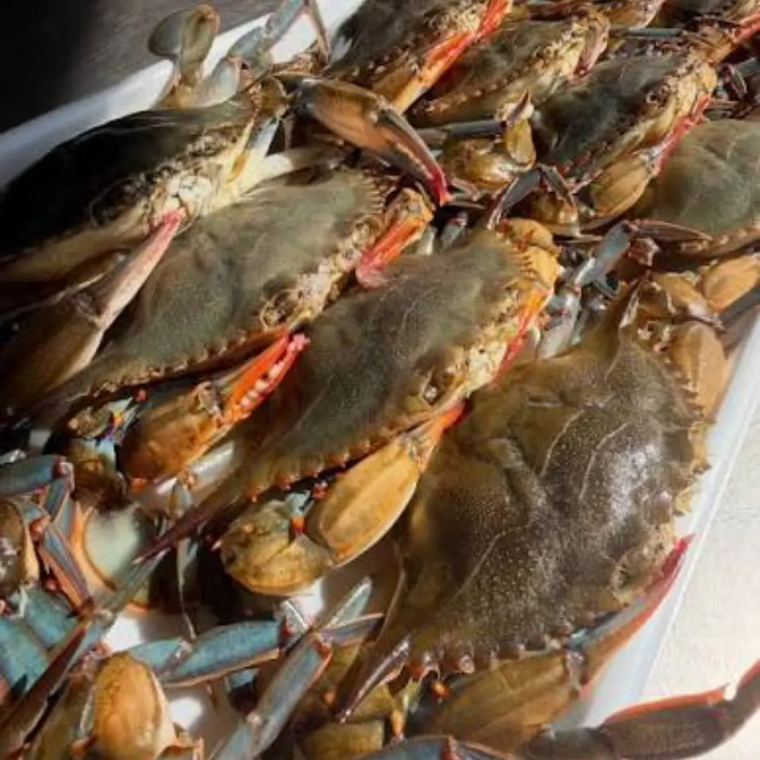 Soft Shell Crabs