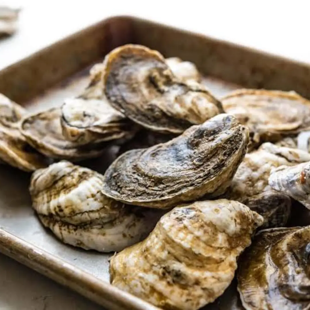Oysters