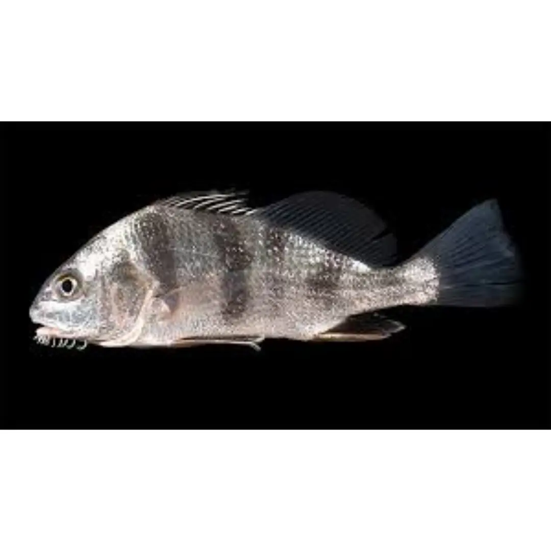 Whole Black Drum