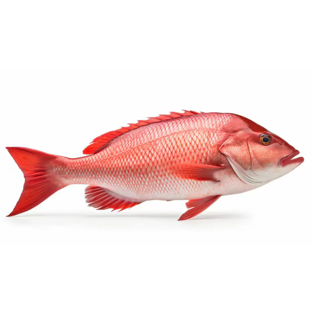 Whole & Filleted Red Snapper