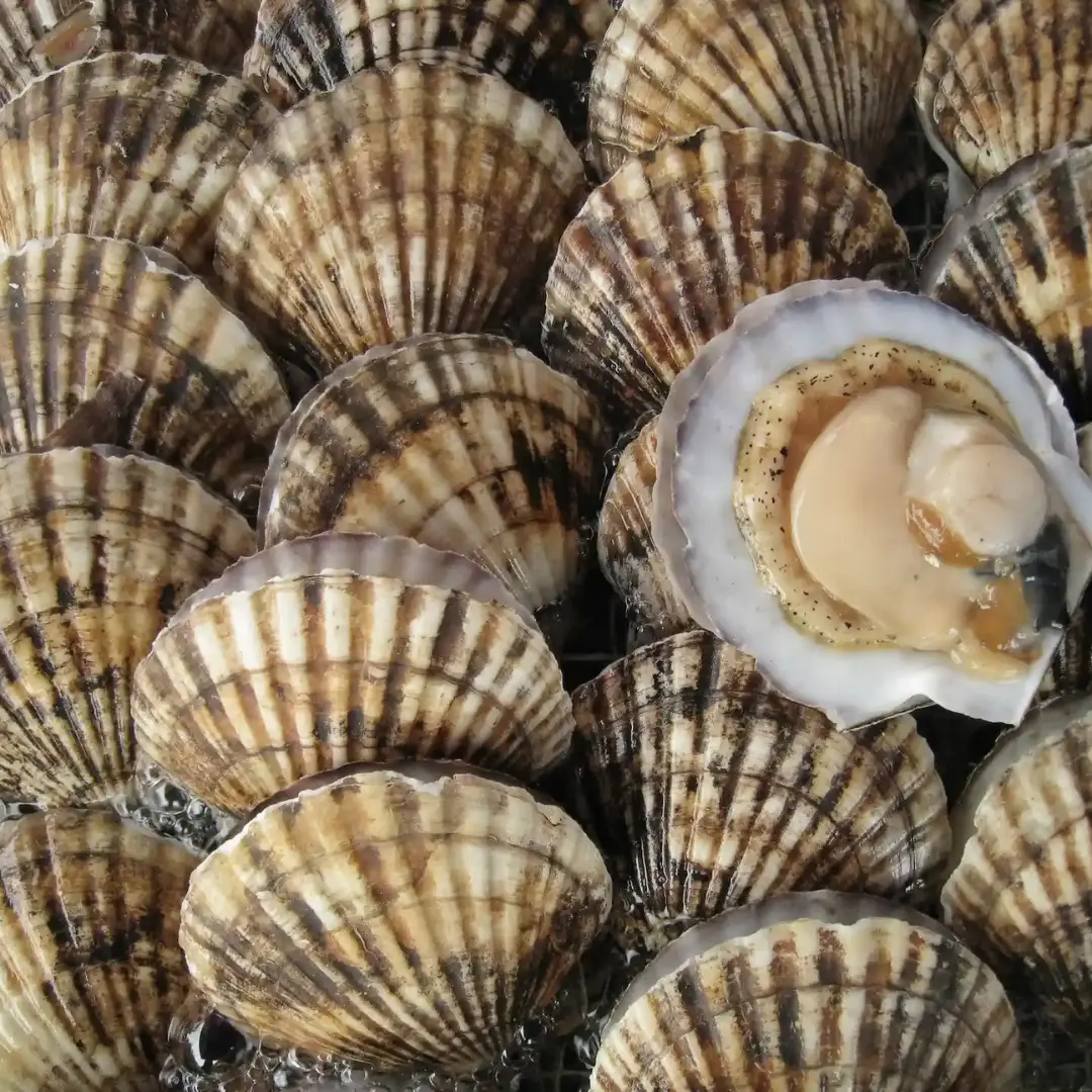 Scallops