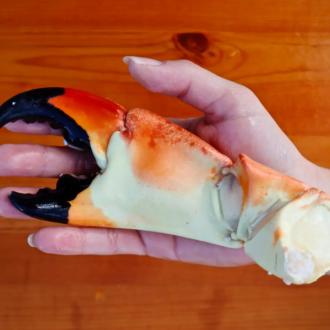 Stone Crab Claws