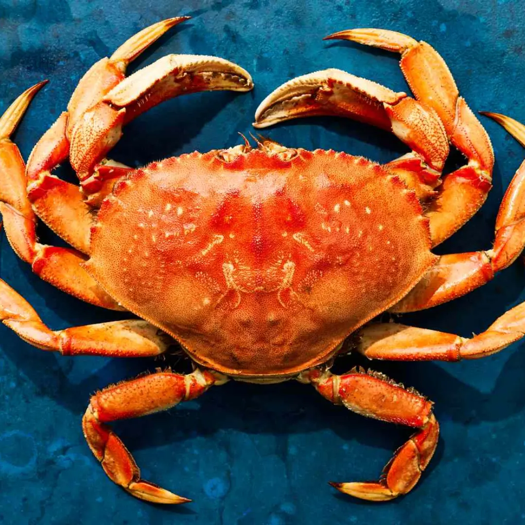 Dungeness Crab