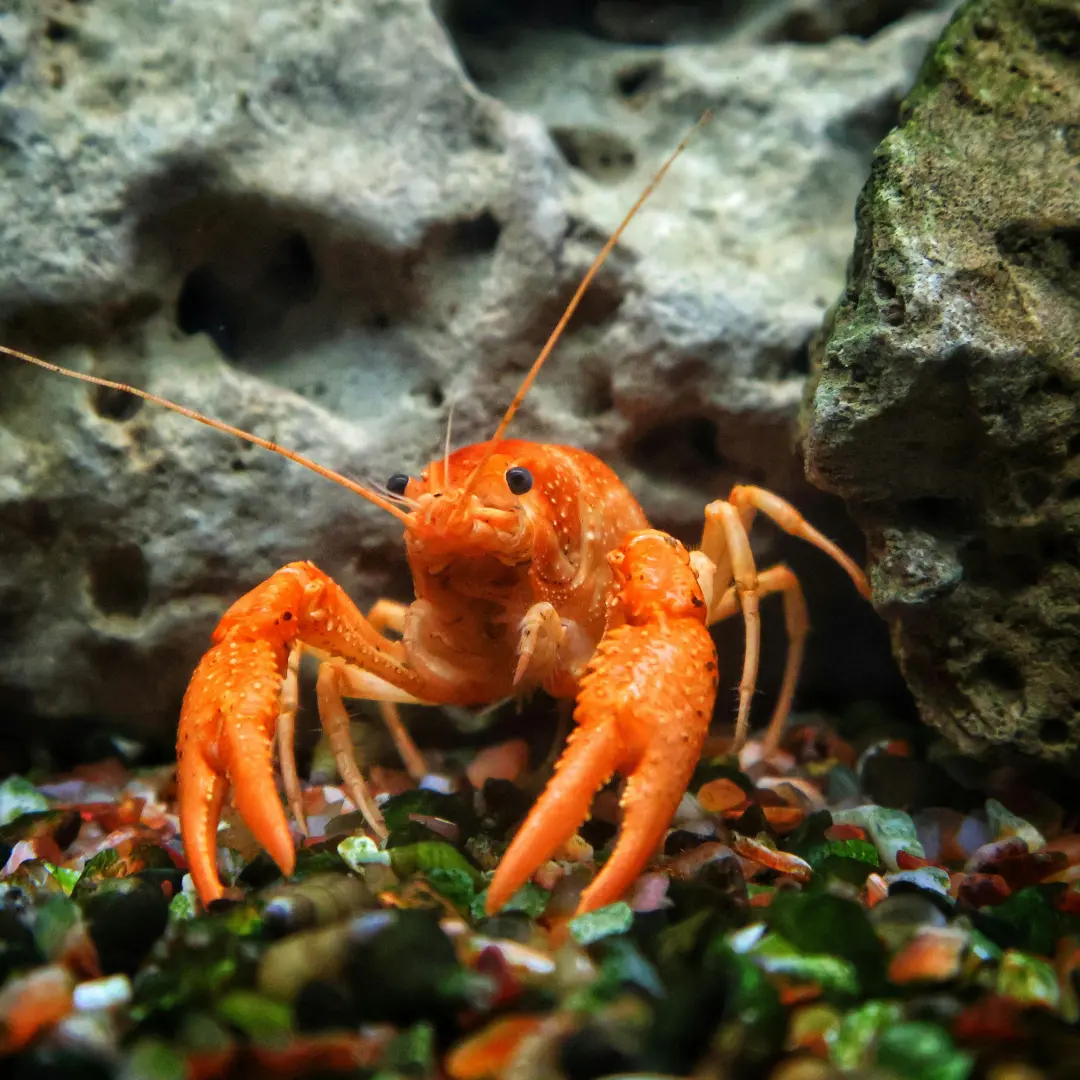 Live Crawfish
