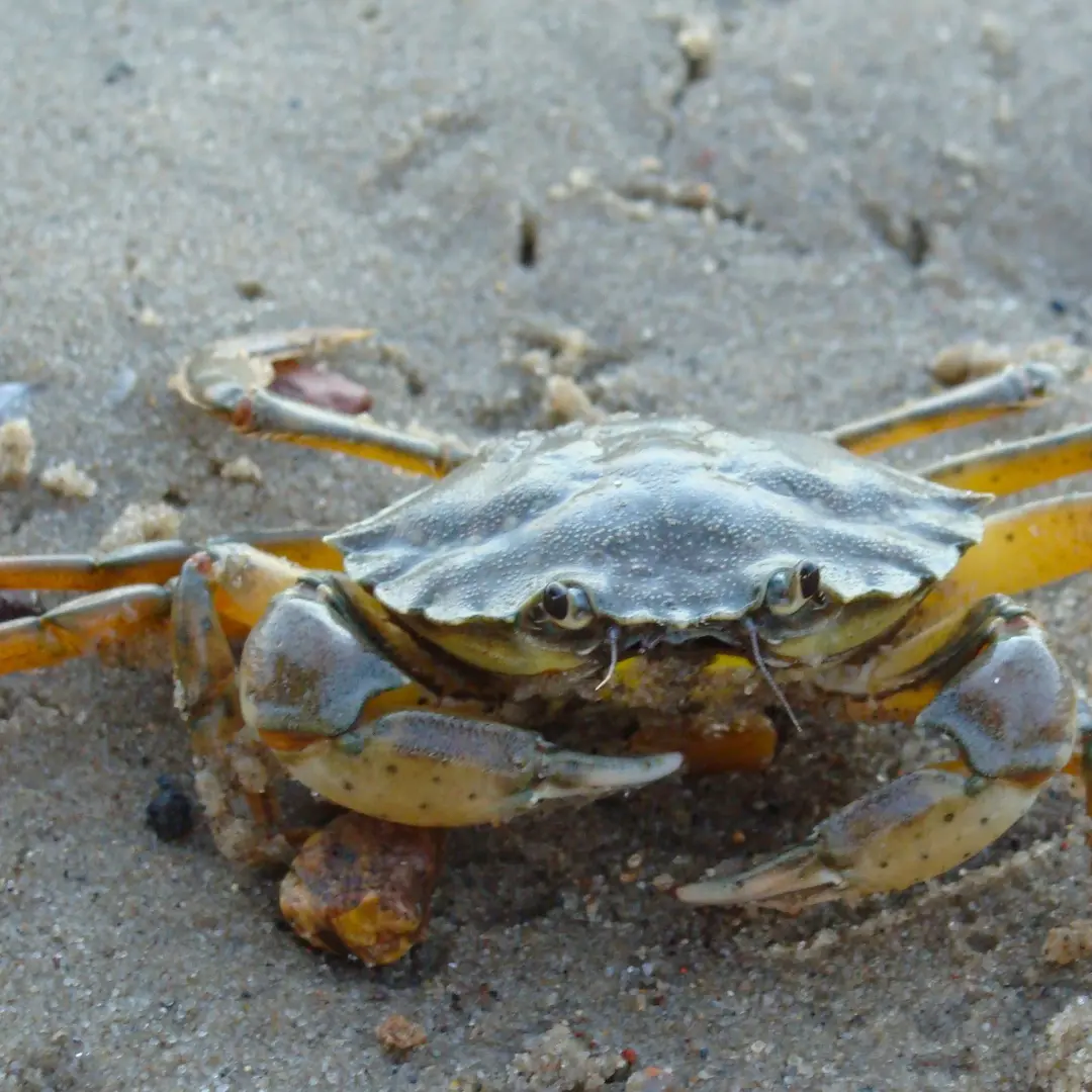 Live Blue Crabs
