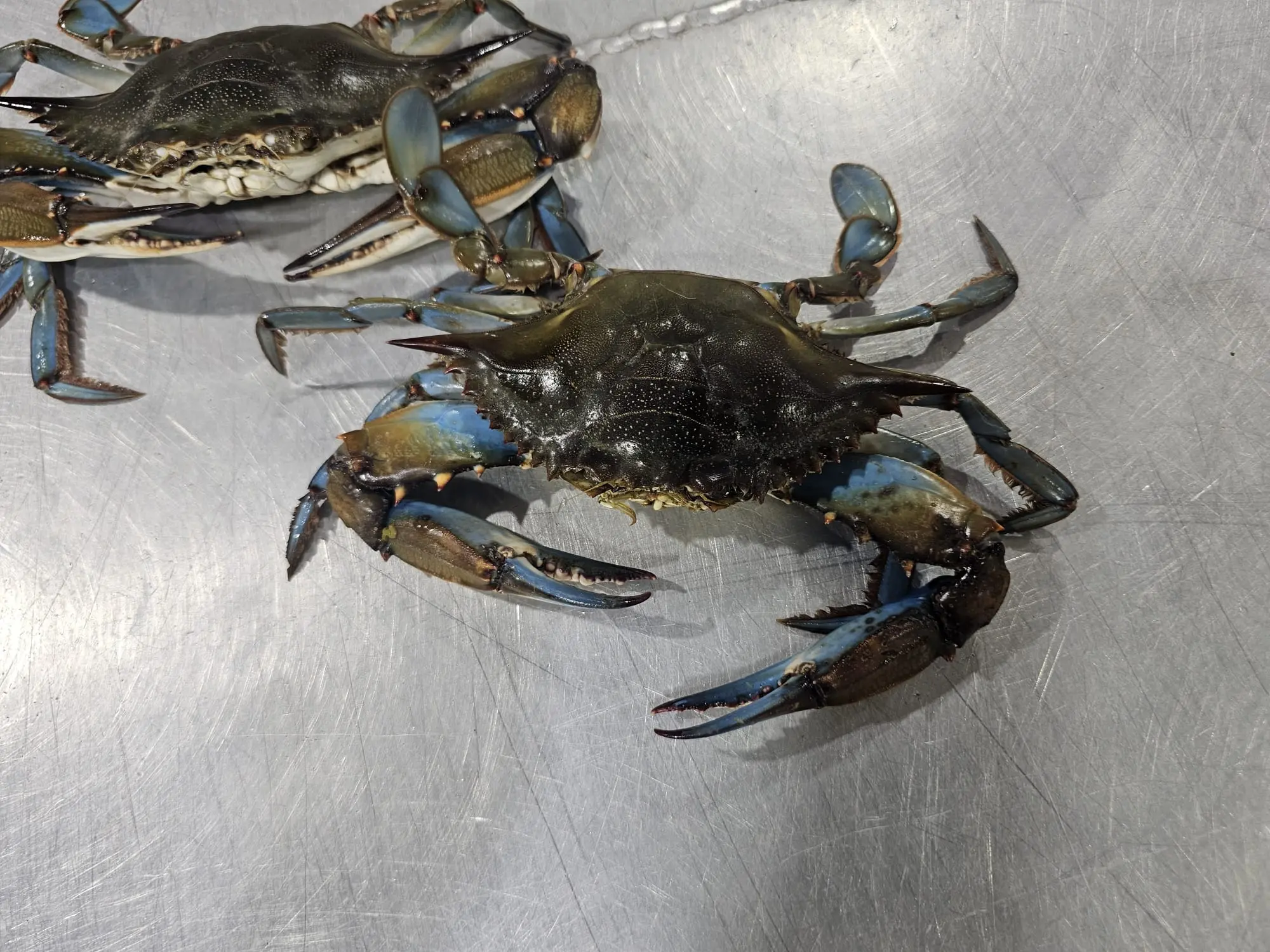 Live Blue Crabs