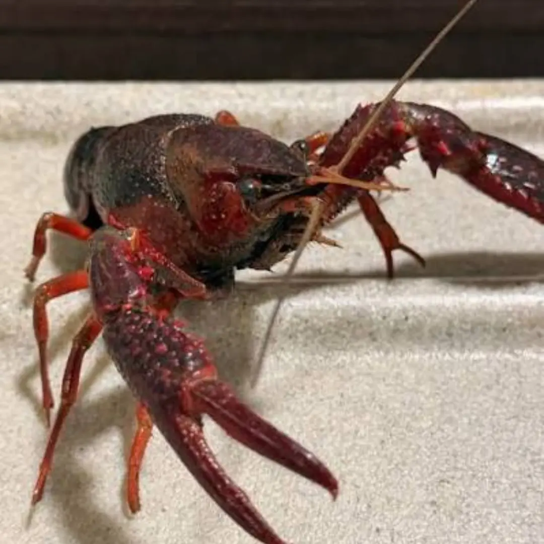 Live Crawfish